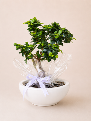The Heritage Bonsai
