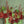 Crhistmas green box