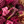 Burgundy Blush