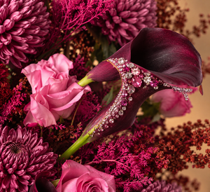 Burgundy Blush