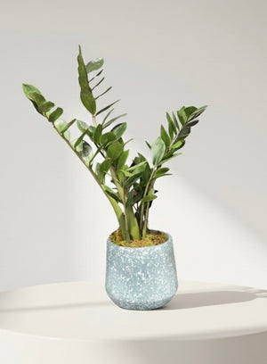 Zamioculcas