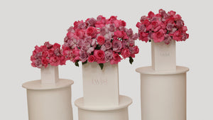 Sweet Roses