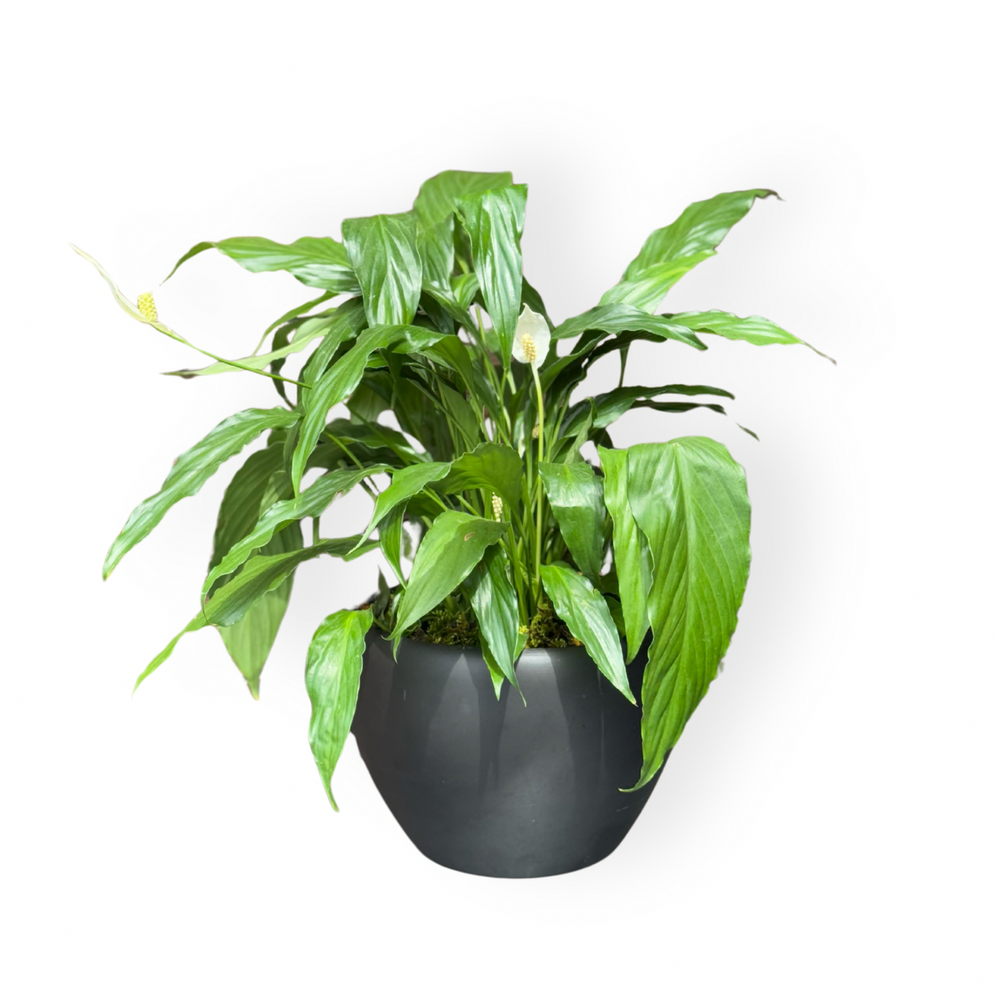Spathiphyllum Wallisi