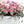 Pop Fleur Exotic