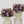 Pop Fleur Symphony