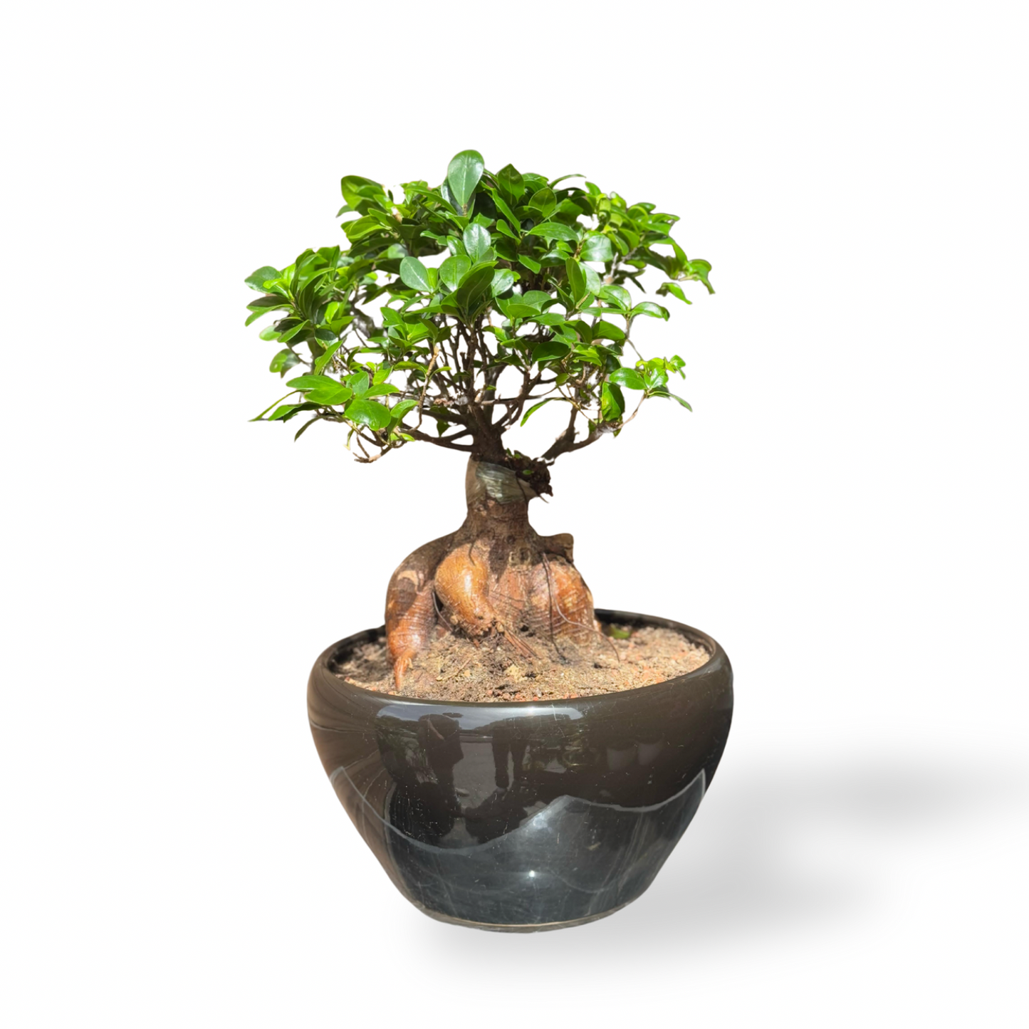Bonzai