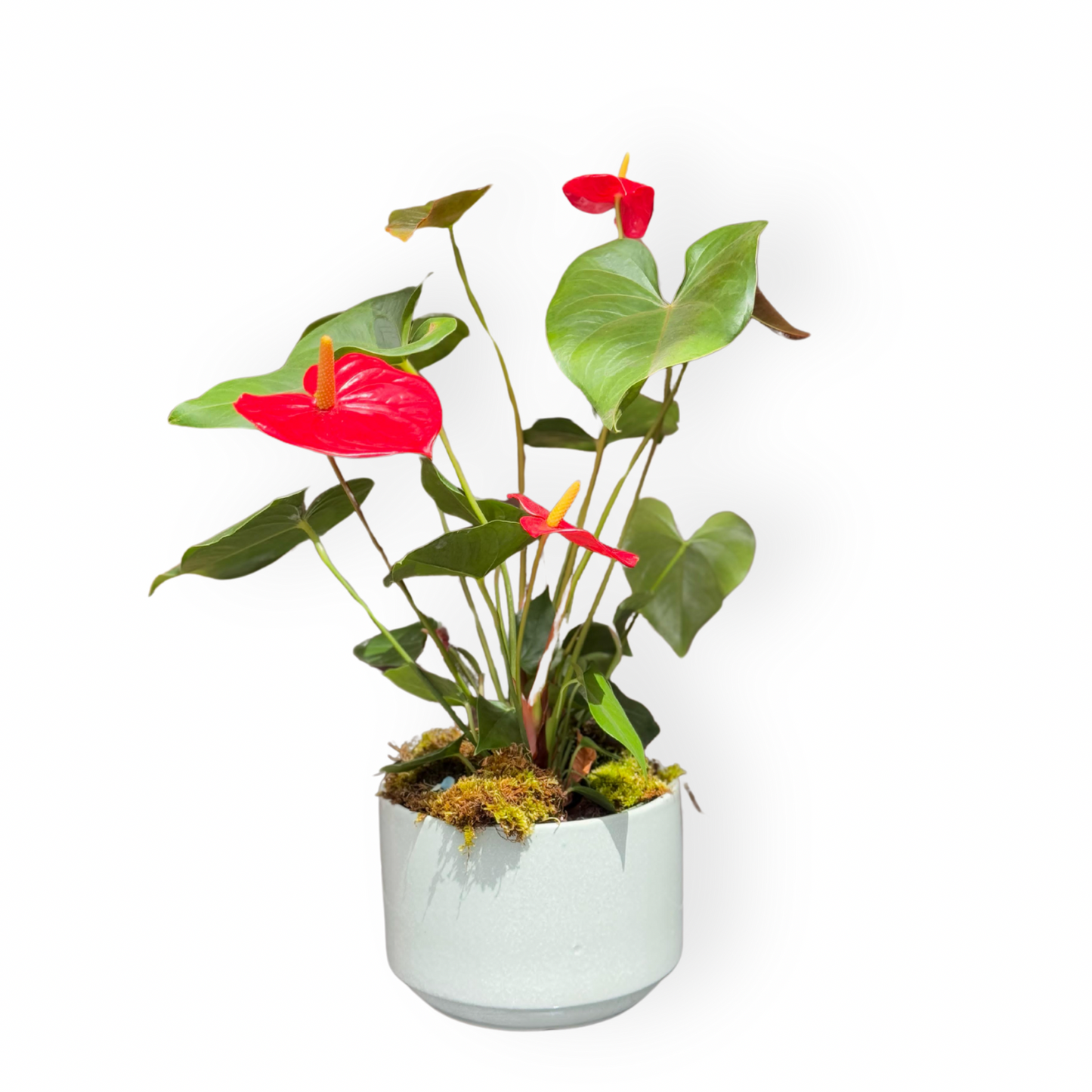 Anthurium