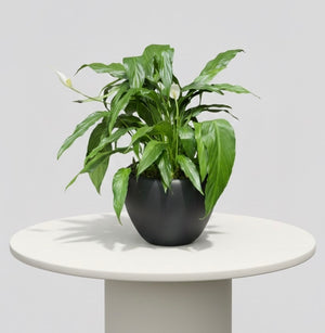 Spathiphyllum Wallisi