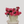 Pop Fleur Rosé
