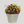 Pop Fleur Colorburst