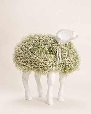 twist sheep