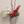 Red Berries & White Orchids