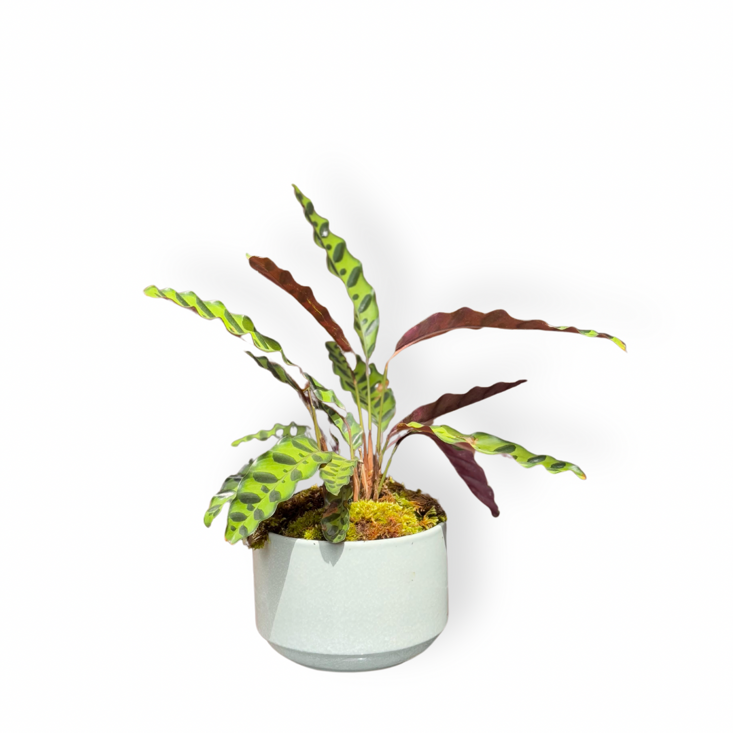 Geoppartia insignis
