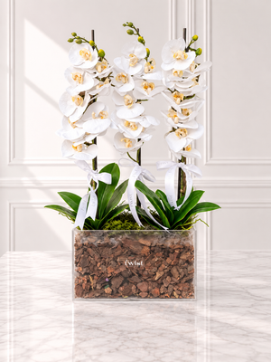 Plexi and Orchid