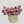 Pop Fleur Rosé