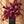 Burgundy Blush