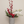 Red Berries & White Orchids