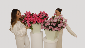 Pop Fleur Rosé