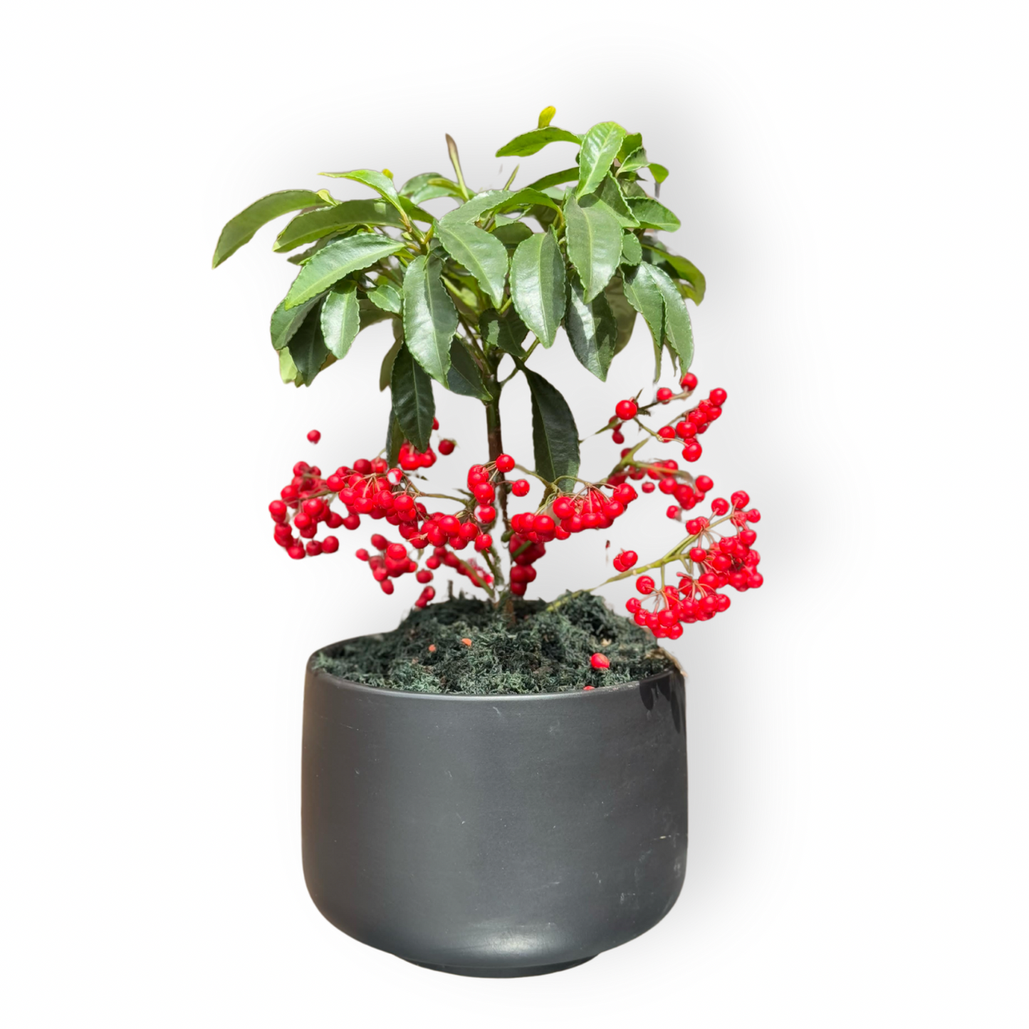 Ardisia Crenata
