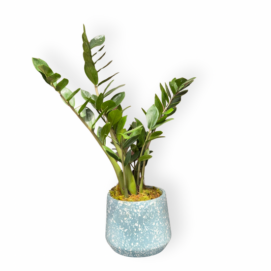 Zamioculcas