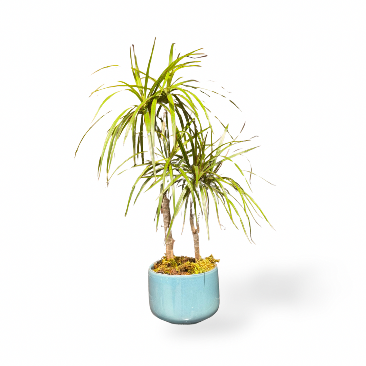 Dracaena Marginata