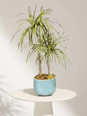 Dracaena Marginata