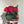 Poinsettia Basket