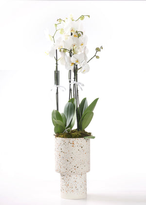 Moth Orchid