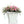 Pop Fleur Exotic