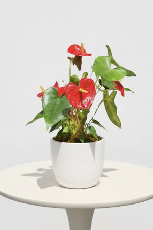 Anthurium
