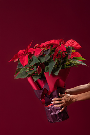 Poinsettia Plant