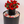 Sweet Heart Duet