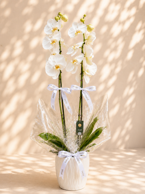 Dad’s Orchid Grace